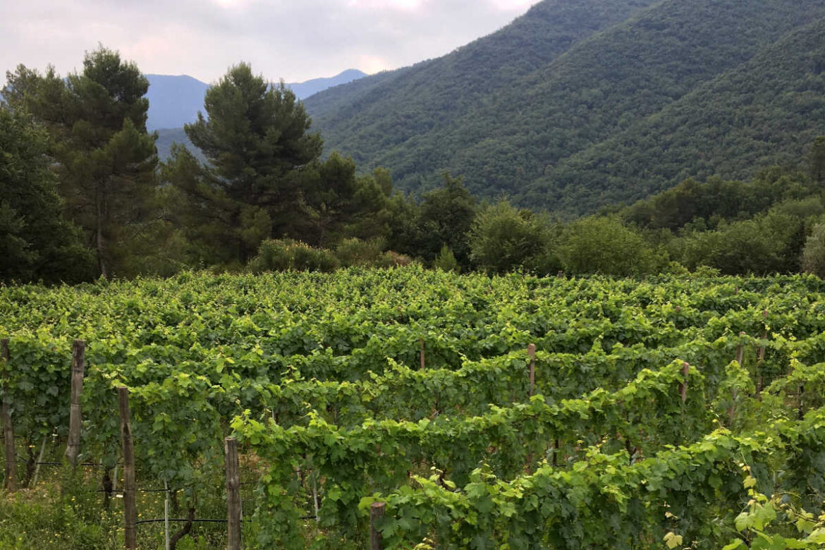 6 La rete 25 aziende Vite in Riviera promuove le eccellenze del territorio ligure. E tra i vitigni autoctoni qualche pigato che può invecchiare.
