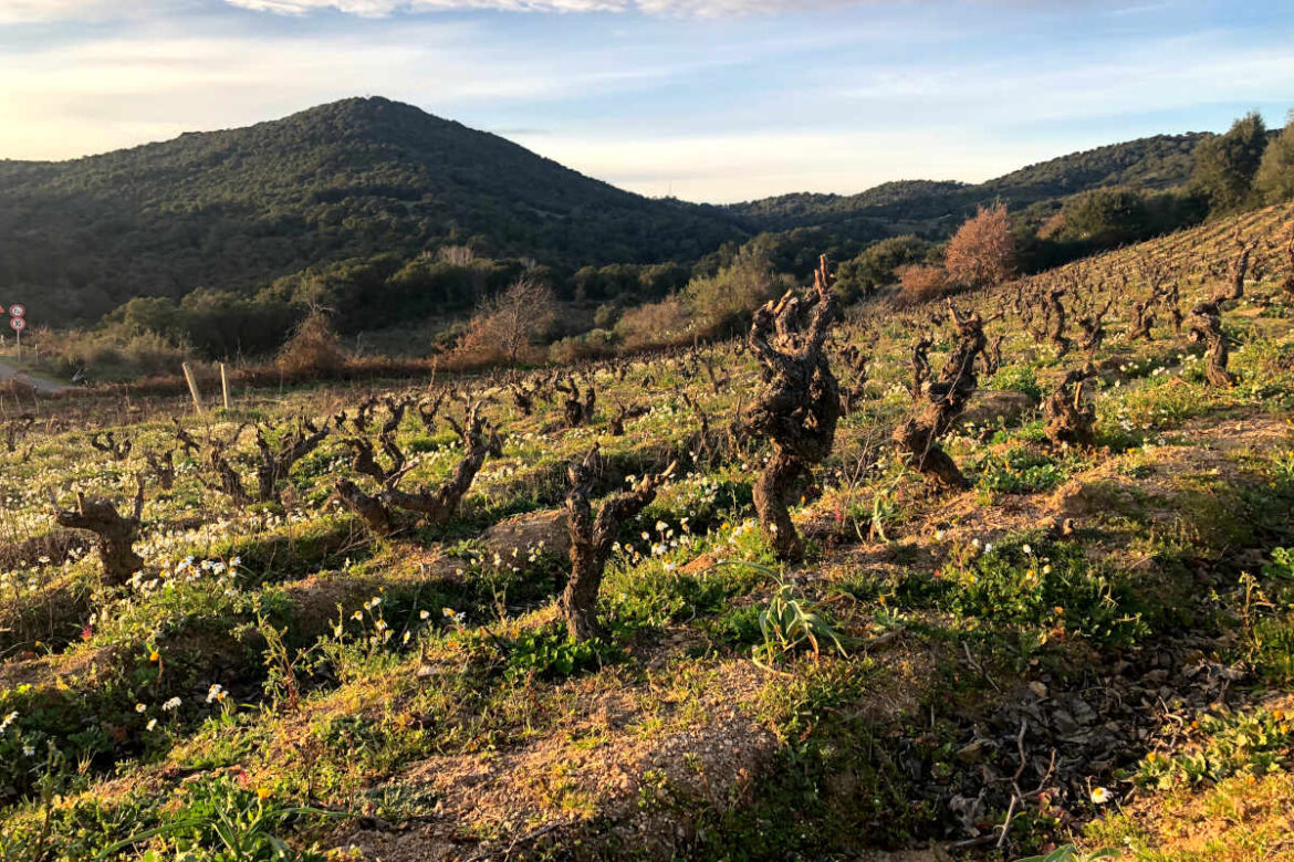 bentu luna (1) L’anima della Sardegna dalle vecchie vigne di Bentu Luna