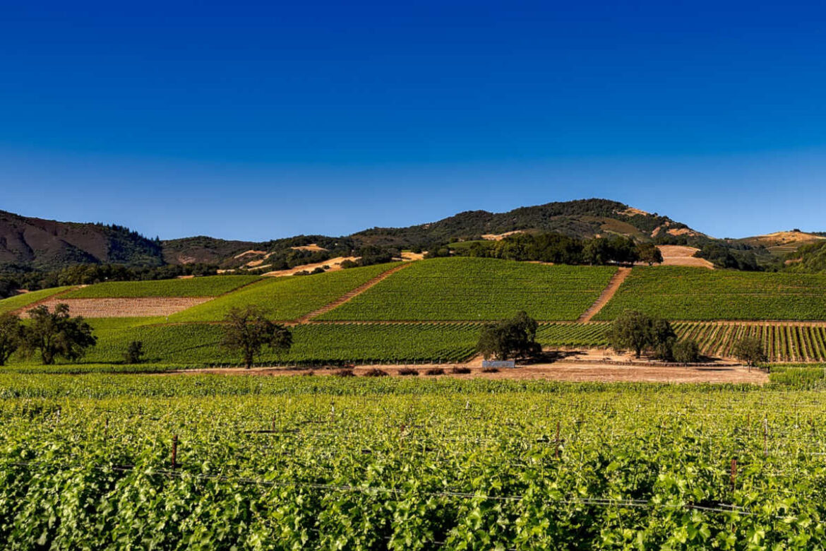 gemellaggio_montalcino_napa Il Consiglio comunale ilcinese ha autorizzato la sottoscrizione del patto d’amicizia tra le due capitali mondiali del vino di qualità.