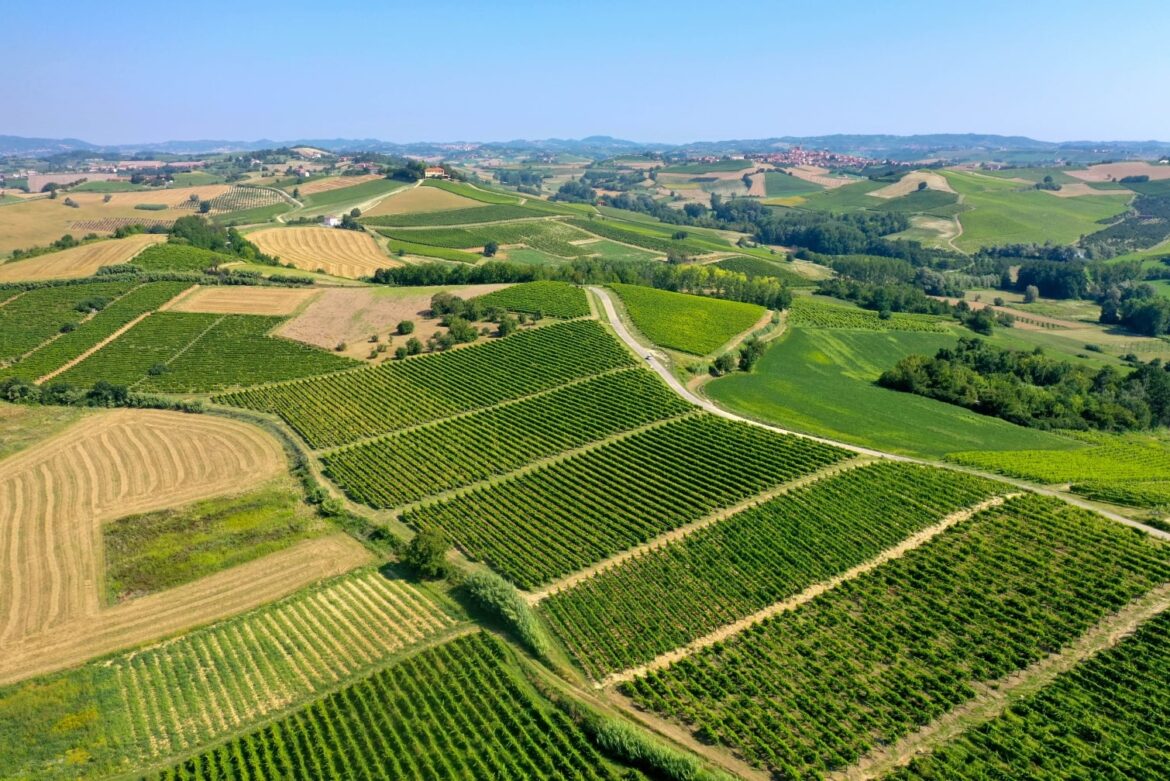 Ruchè_marketing_territoriale I produttori della Docg di Castagnole Monferrato investono su un progetto di marketing territoriale da 60.000 euro per promuovere le colline del Ruchè nel mondo.