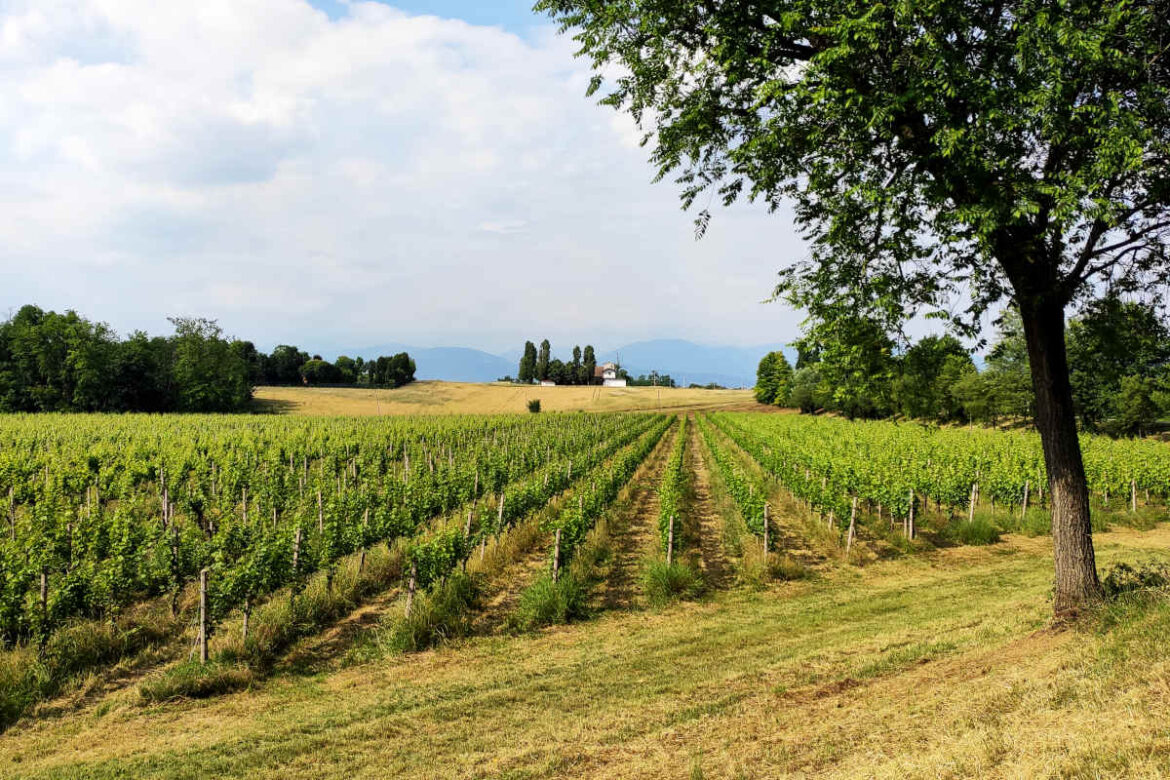 strada_vino_colli_longobardi_20_anni L’ente preposto alla valorizzazione del grande patrimonio enogastronomico dell’alto bresciano festeggia il suo ventennale con un ricco palinsesto lungo tutto il 2021.