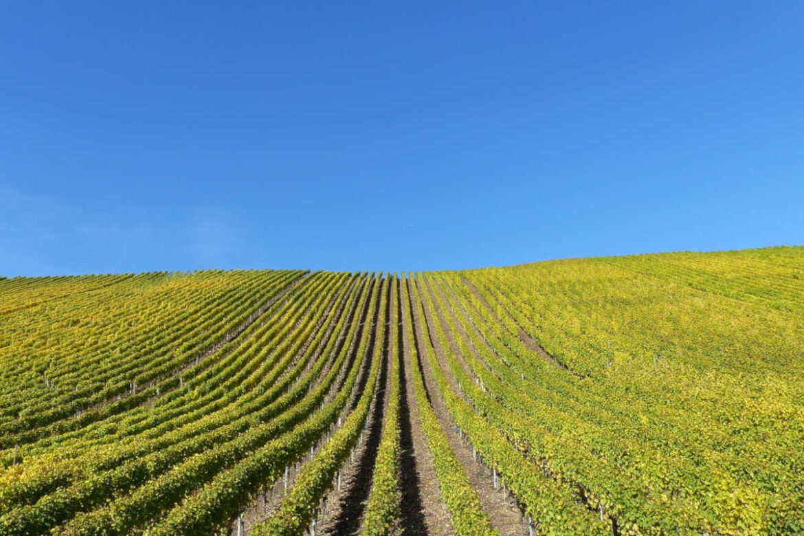 uiv_ripartenza_vino_italiano A fronte di una situazione di profonda crisi, UIV invoca un pacchetto di misure straordinarie indispensabili a traghettare il settore fuori dalla crisi economica imposta dalla pandemia.