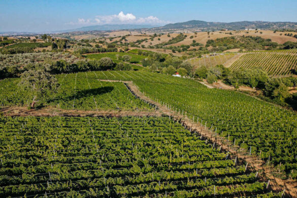 È online il primo sito dedicato a turisti ed amanti del Morellino di Scansano. In un’unica piattaforma tutte le esperienze che questo territorio è in grado di offrire ai suoi visitatori.