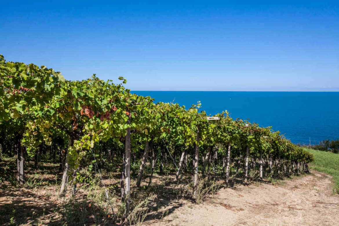 consorzio vini abruzzo (2) Una selezione degli assaggi che hanno lasciato il segno alla degustazione in anteprima dei vini accompagnati dal Consorzio Vini d’Abruzzo.