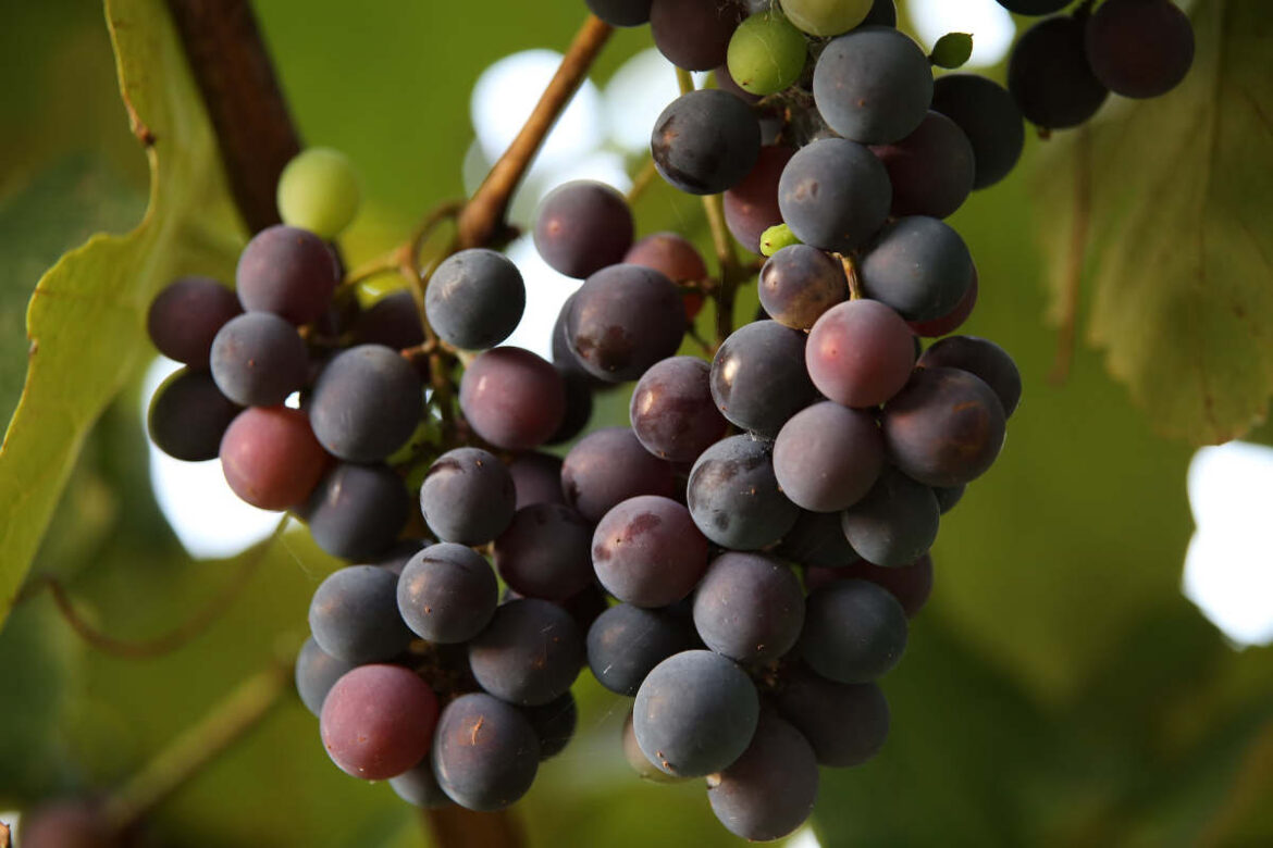 mtv_dauria_presidente Buona presenza femminile nel nuovo consiglio direttivo del Movimento Turismo Vino, che si prepara alle sfide post pandemia con una squadra rinnovata.