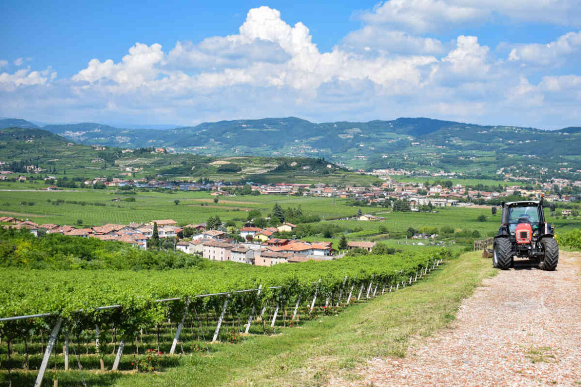 Valpolicella superiore_aziende