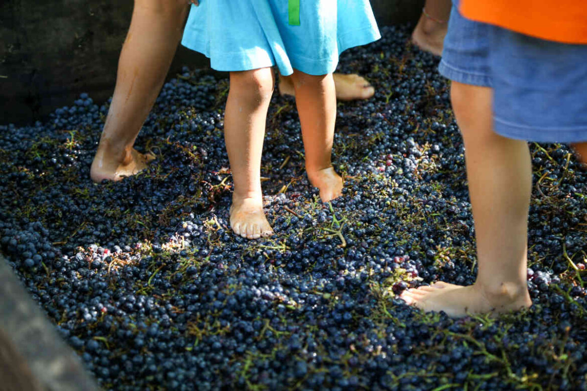 festa_vendemmia_fontanafredda Le storiche cantine immerse nelle colline del Barolo propongono una due giorni all’insegna della sostenibilità.