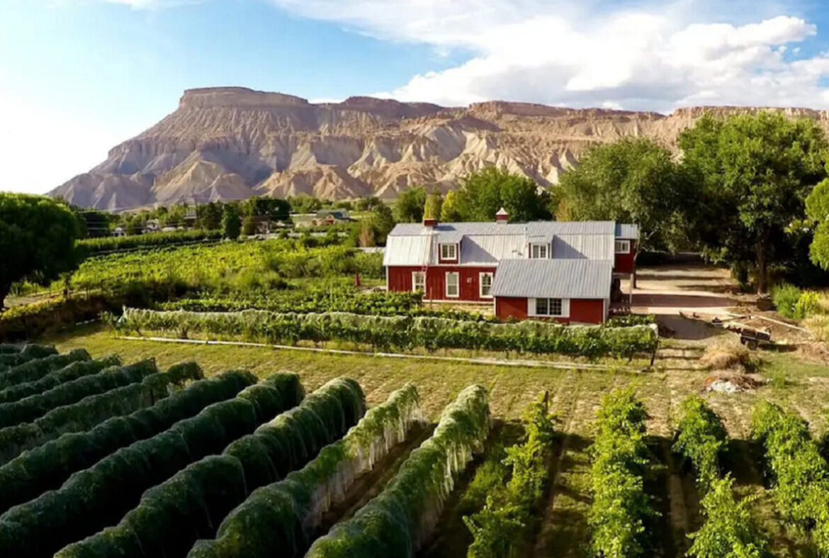 airbnb vineyards