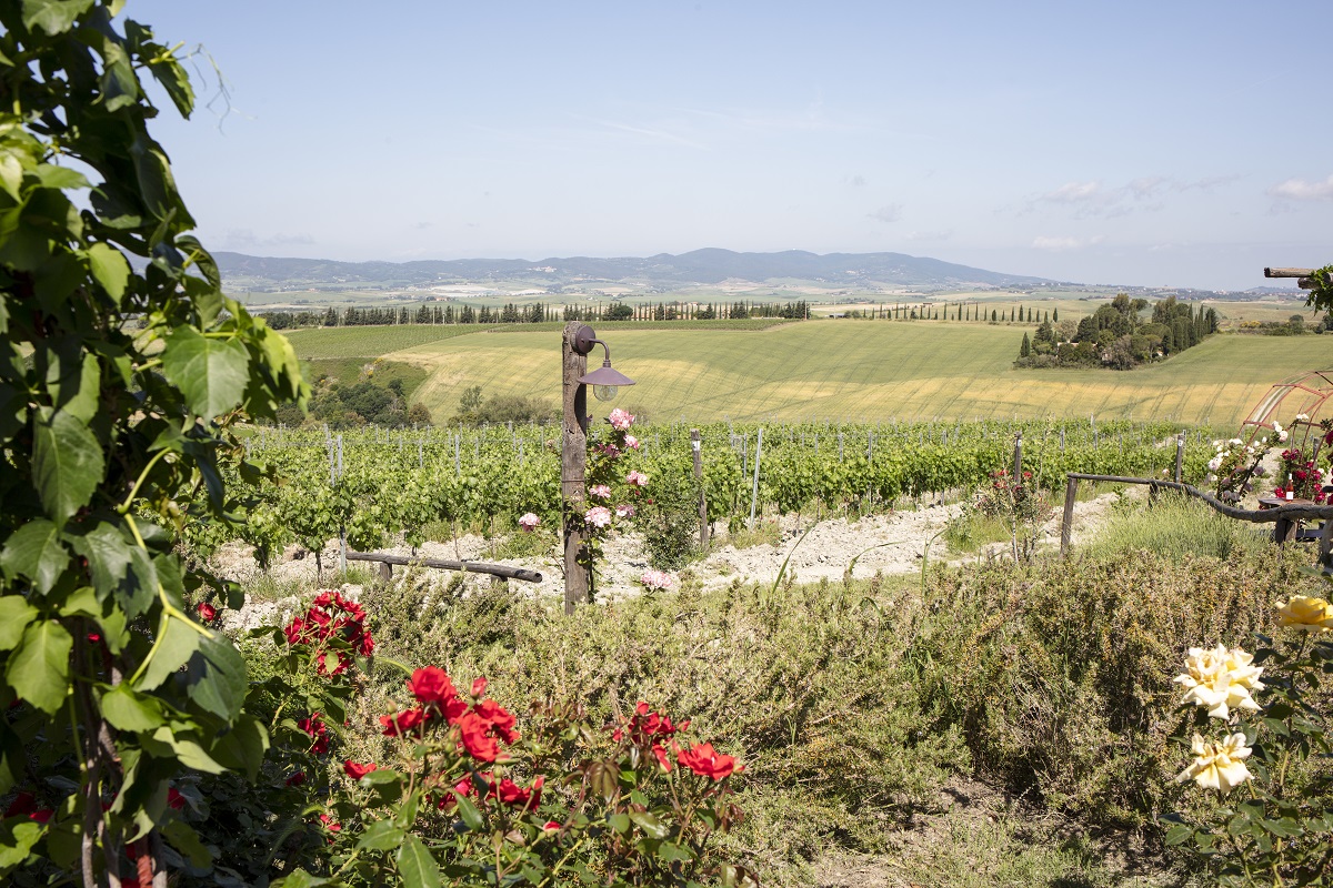 vigneti alta maremma percorsi enoturistici gianni moscardini