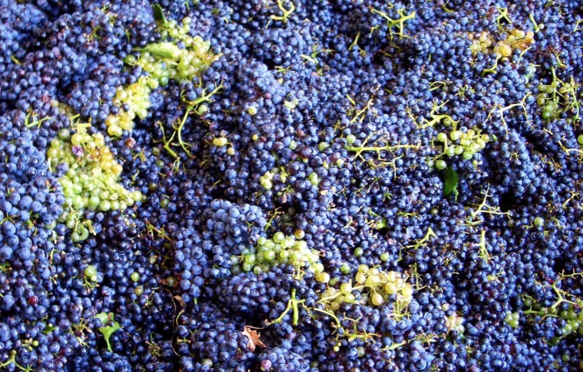 sannio_vendemmia_turistica sannio_vendemmia_turistica