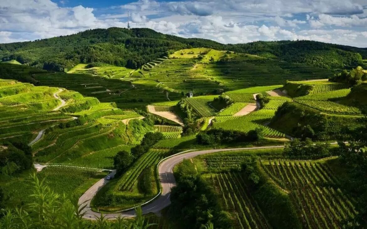 Vineyards