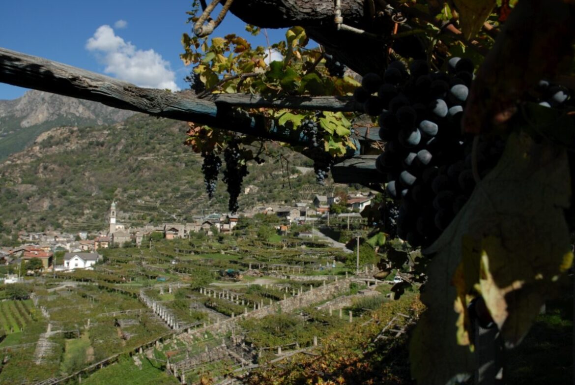 LOW_Carema_Panoramica02