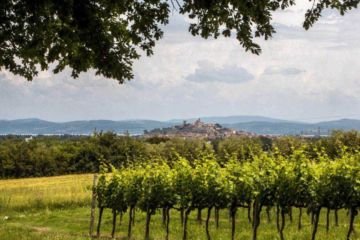 Low_paese panorama Castiglone vigneto lago Trasimeno Umbria Italia