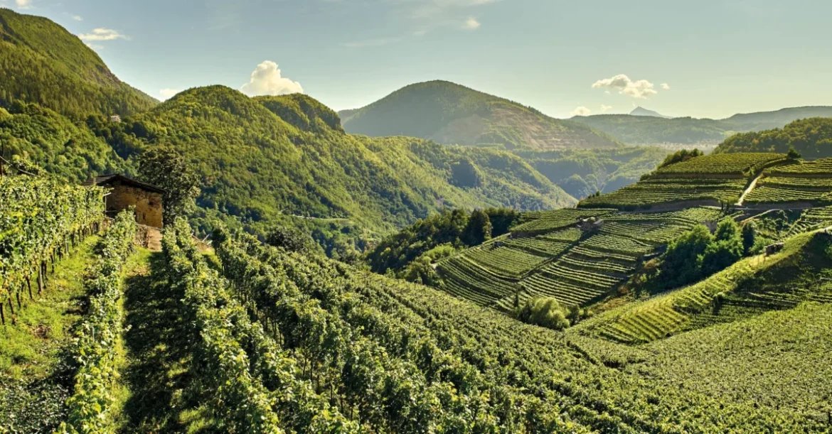 Cembra-Cantina-di-montagna-Home-Slider-2200×1150-Territorio-02