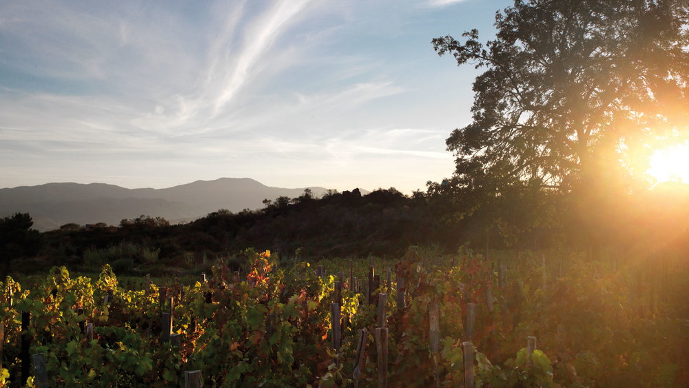 Degustazioni al tramonto 5