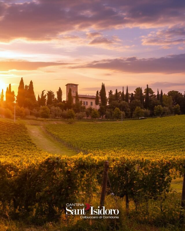 SnapInsta.to_566209350_1393949932733125_5938058688519976959_n