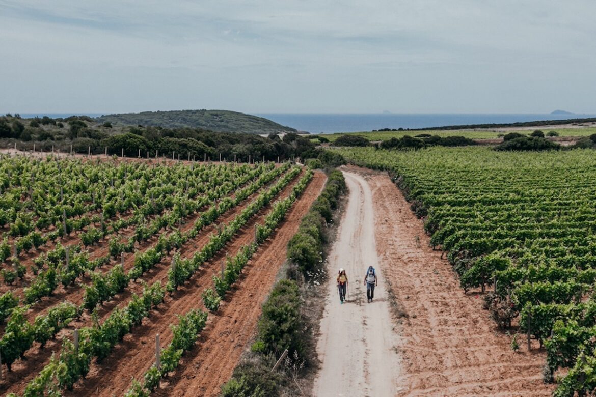 I “Cammini del Vino” a Fa’ la cosa giusta