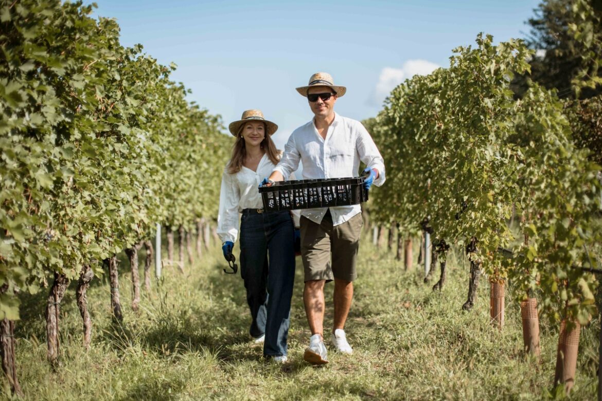 Sporchiamoci le mani in vendemmia da Buglioni